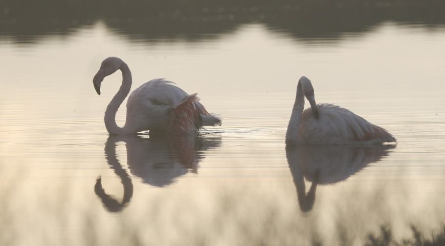 Fenicotteri all'alba_Benucci