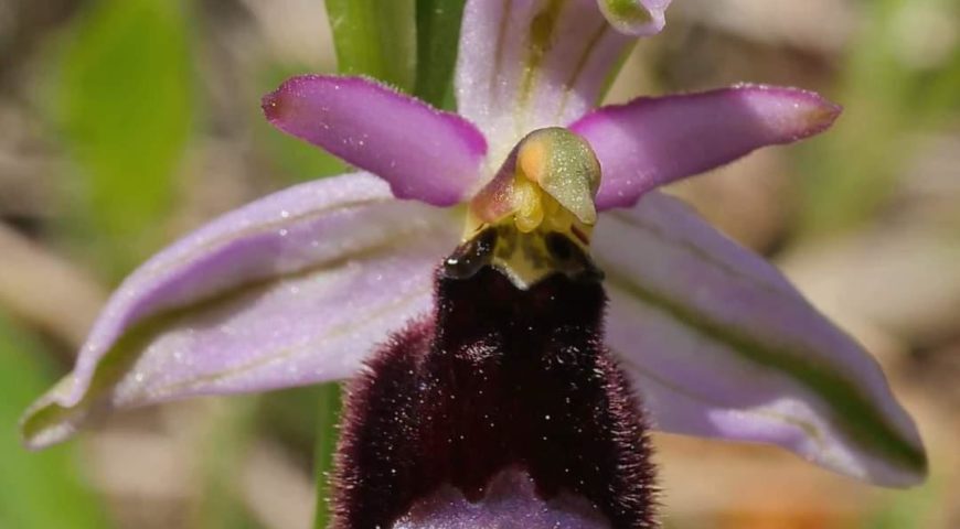 orchidea battaglini