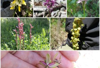 ORCHIDEE SU MONTE CALVI